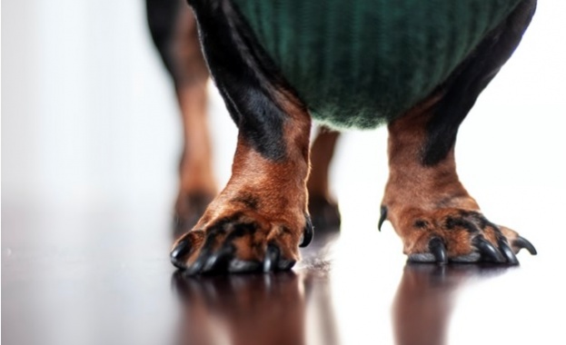 Щафетно бягане беше спечелено от неочакван състезател куче на