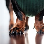 Куче се включи в щафетно бягане... и спечели 