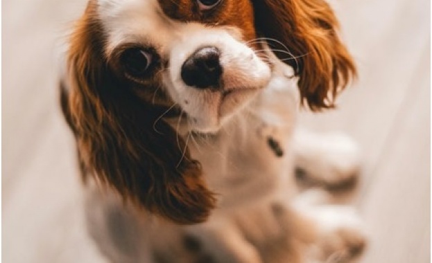 Кучетата в Италия вече могат да пътуват редом със стопаните си в самолета