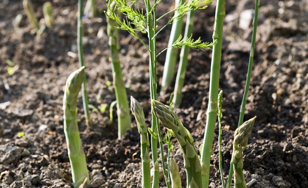 Зайча сянка Asparagus officinalis е многогодишно тревисто растение което цъфти