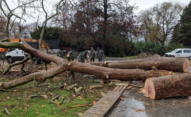 Ураганен вятър събори дърво на пътя Бургас-Созопол