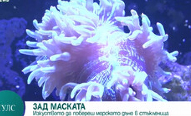 Най големият солен аквариум на Балканите се намира в Александровска болница