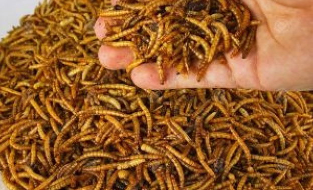 Брашнените червеи станаха първите насекоми, които бяха одобрени за човешка