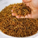 ЕС одобри брашнените червеи за човешка храна 