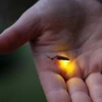 Изследване: Светлинното замърсяване пречи на размножаването на светулките