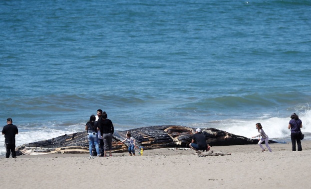 Трупът на кит дълъг почти 14 м беше изхвърлен на