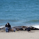 Труп на кит беше изхвърлен на популярен плаж на остров Бали