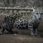 Две ягуарчета бяха спасени от трафиканти в Никарагуа