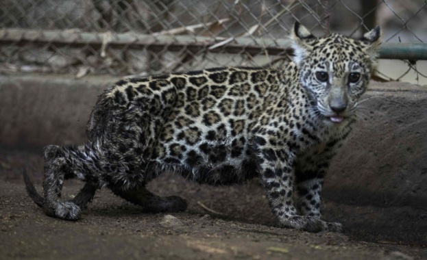 Две малки ягуарчета, едни от най-застрашените животни в Никарагуа, бяха