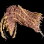 В Израел откриха „библейска пурпурна боя“ 