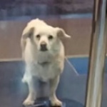 Хората могат да "заразяват" кучетата със стрес