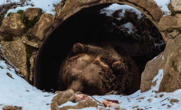 Мечката Свобода от варненския зоопарк празнува днес своя 32 ри рожден