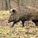 Кога се открива ловният сезон на диво прасе? 