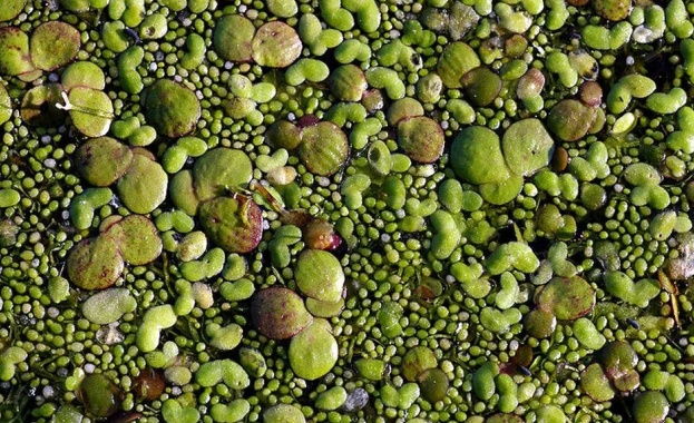 Американски изследователи са разгадали защо сладководното растение волфия от подсемейство