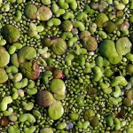 Разгадаха тайната на най-бързорастящото растение на Земята