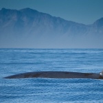 Нов вид китове е открит в САЩ