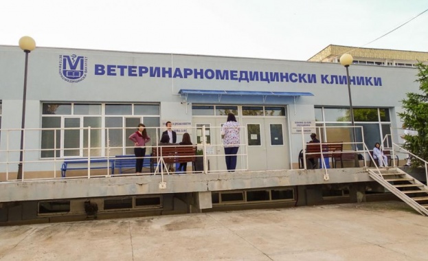 Екип от ветеринарни хирурзи и анестезиолози отстрани 800 грамов тумор от