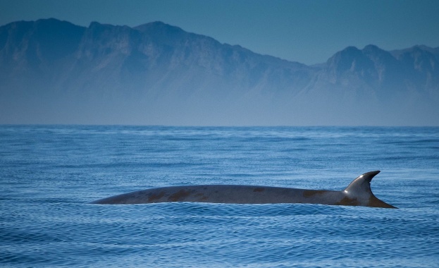 Генетичен анализ и внимателно изследване на черепите на група беззъби