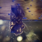 Най-отровният октопод в света обитава аквариум в Природонаучния музей в Пловдив