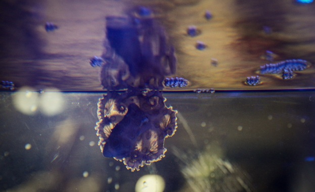 Най отровният октопод в света е част от постоянната експозиция на