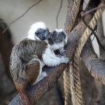 Колоритният памукоглав тамарин може да изчезне