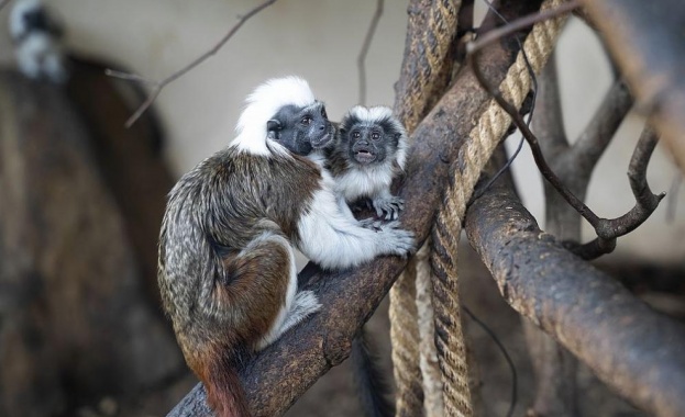 Неправителствената организация Proyecto Tit iacute провежда кампании за запазване на местообитанието