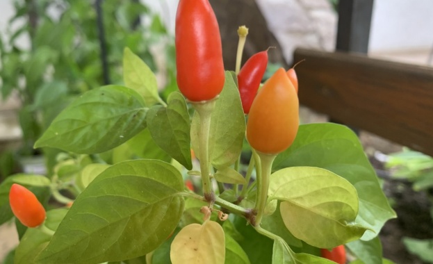 Учени установиха че яденето на люти чушки помага за намаляване