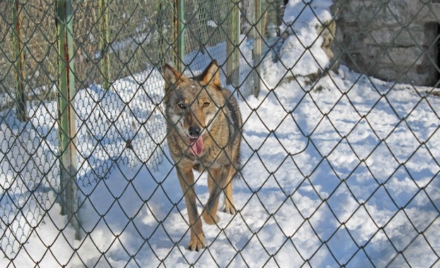 Мъжкият вълк в зоопарка, разположен в лесопарка Кенана край Хасково,