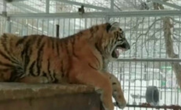 В Русия се появи пеещ тигър 
