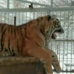 В Русия се появи пеещ тигър 