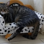 Отварят спа хотел за кучета и котки във Велинград