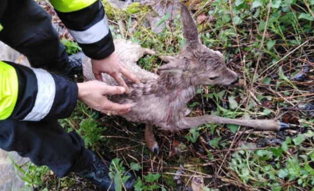 В София спасиха простреляна сърна Раненото животно било забелязано близо