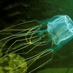 Медуза уби 17-годишно момче в Австралия 