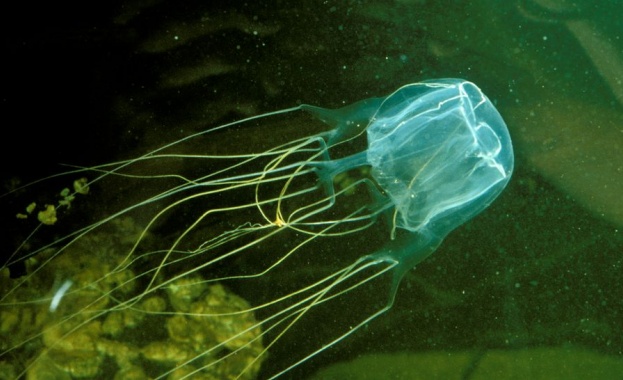 Медуза уби 17-годишно момче в Австралия 