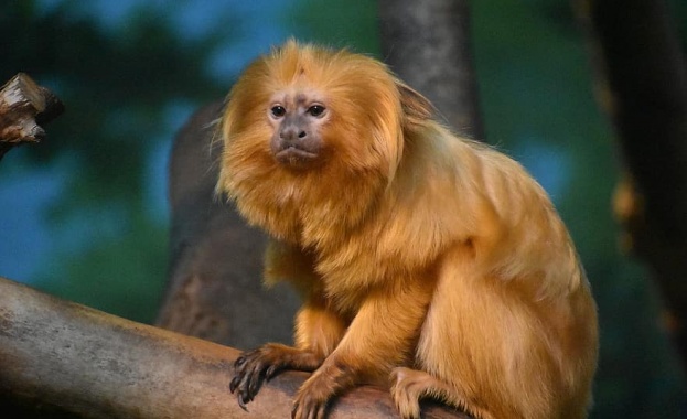 Две бебета от застрашен вид маймуни се родиха в зоологическата