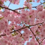 Японските вишни във Вашингтон цъфнаха