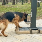 Чешми за домашни любимци се появиха в Ямбол