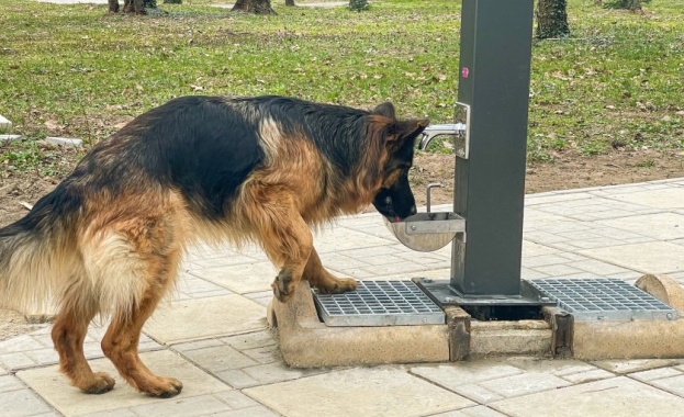 Четириногите в Ямбол имат вече свои чешмички Едната е монтирана