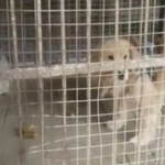 Зоопарк в Китай представя куче за лъв 