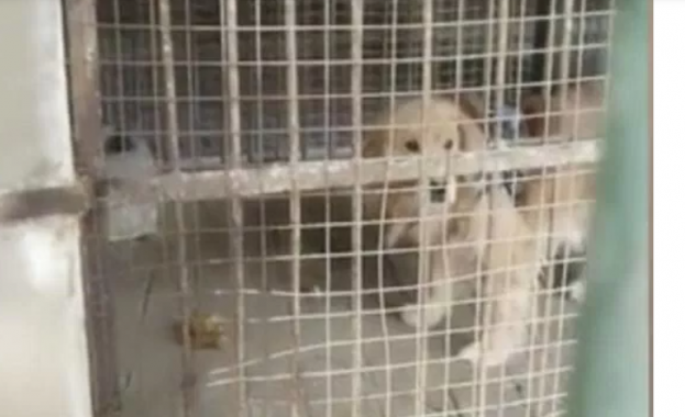 Посетители на зоопарк в Китай са останали озадачени от предложението