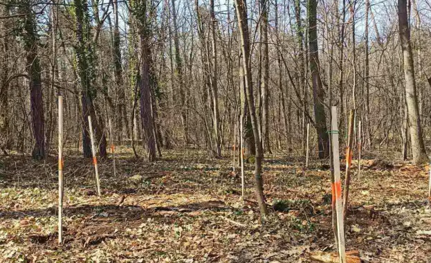 120 сребролистни липи ще бъдат засадени в Лесопарковата част на