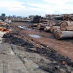 Унищожаването на амазонските гори е нараснало със 17 процента през 2020 г.