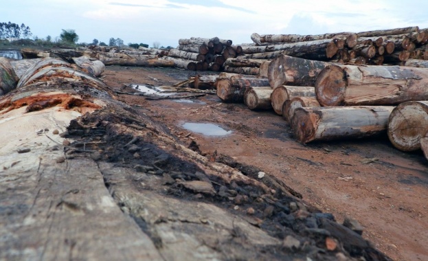 Унищожаването на амазонската гора се е увеличило със 17 на