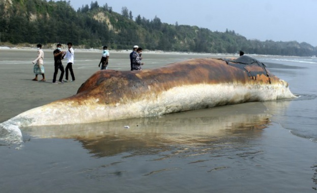 Морето изхвърли два мъртви кита на един и същ участък