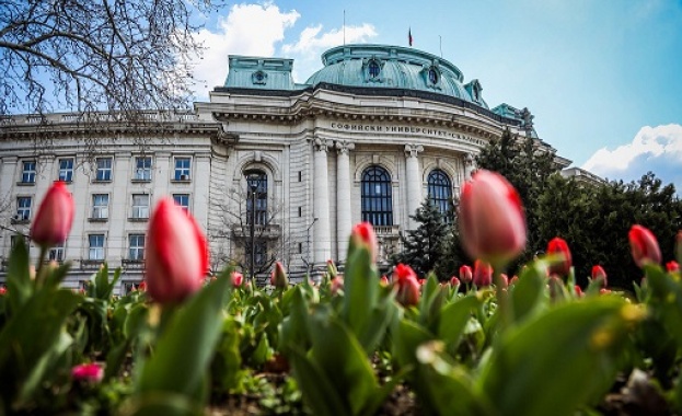 Килим от розови кичести лалета и теменужки ще разцъфти през