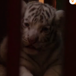 Четири бенгалски тигърчета, сред които бебе с редкия бял цвят, се родиха в зоопарк в Хавана