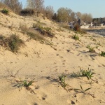 Плаж „Журналист" е на път да изчезне