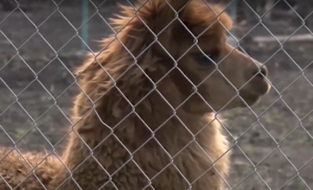 Хасковският зоопарк планира да покани децата любители на животните в
