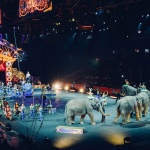 Московският държавен цирк се готви да ваксинира животните