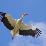 Първите щъркели долетяха в хасковското село Подкрепа